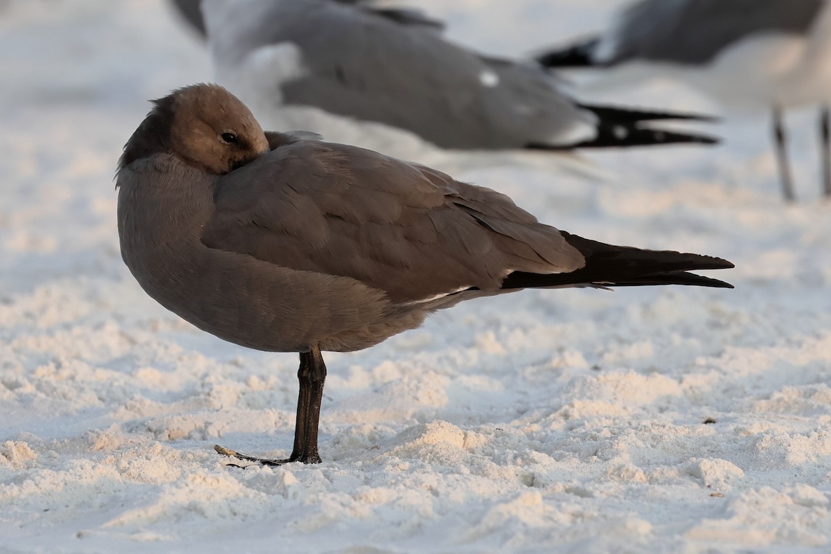 Мартин сірий - ML646935838