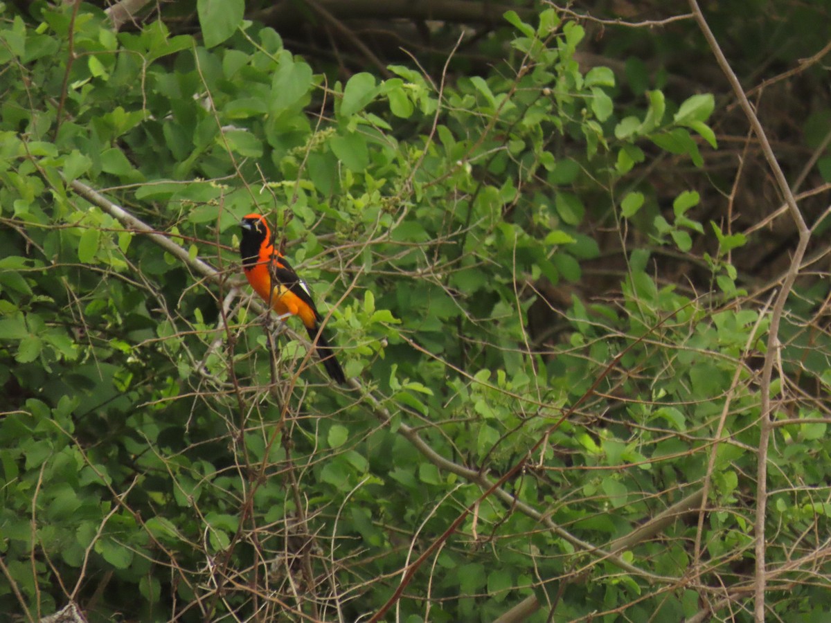 Orange-backed Troupial - ML646935839