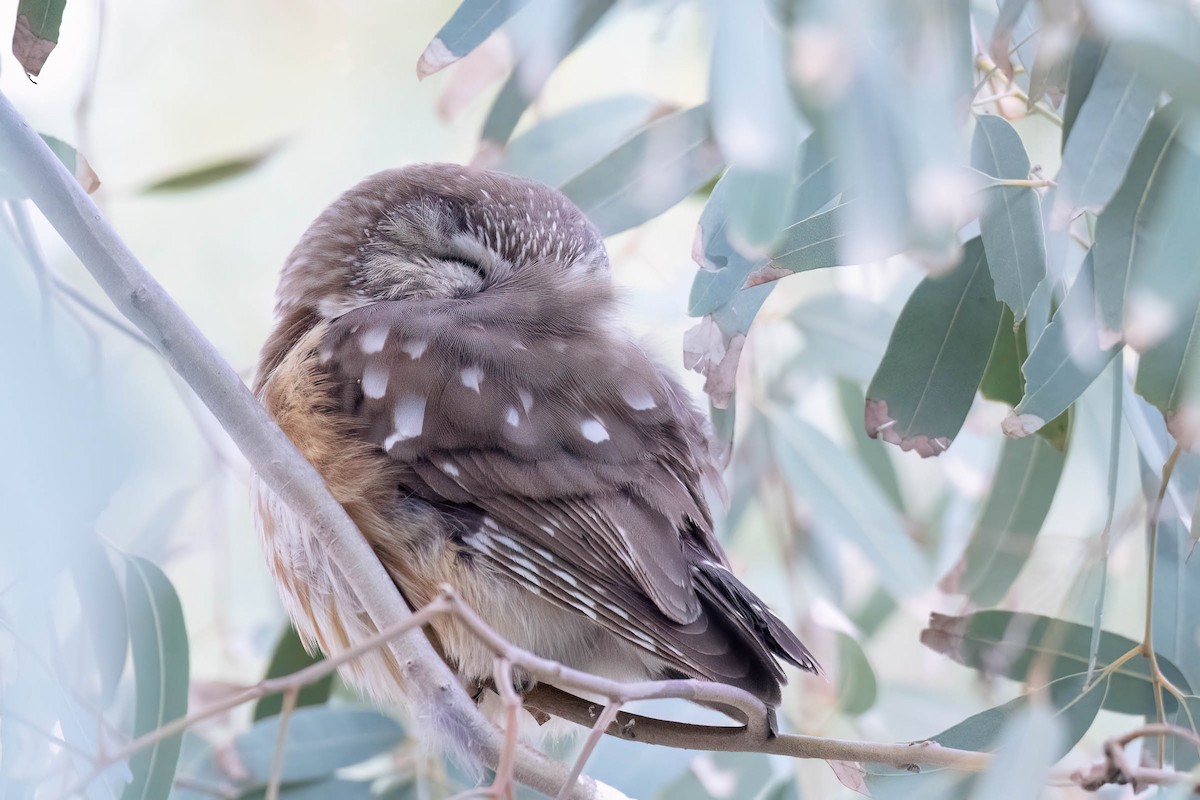Northern Saw-whet Owl - ML646935840
