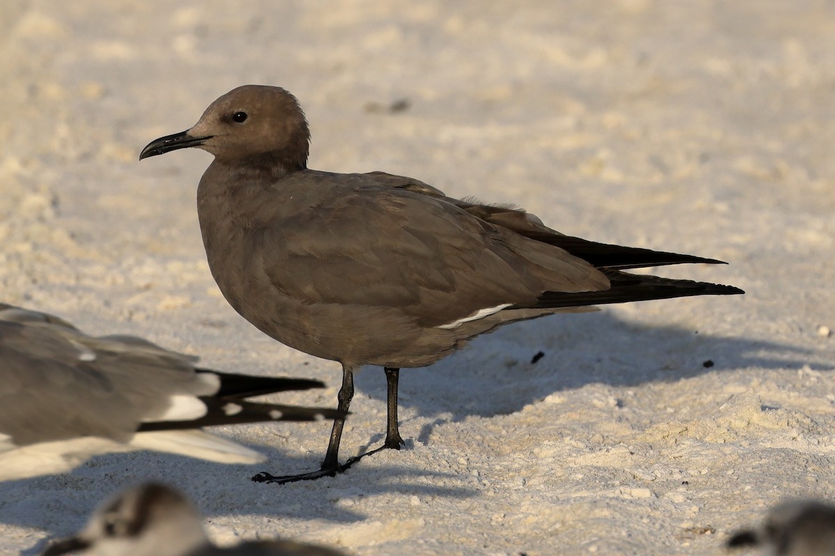 Мартин сірий - ML646935841