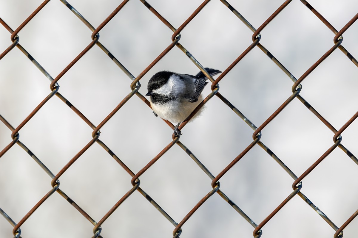 Black-capped Chickadee - ML646935842