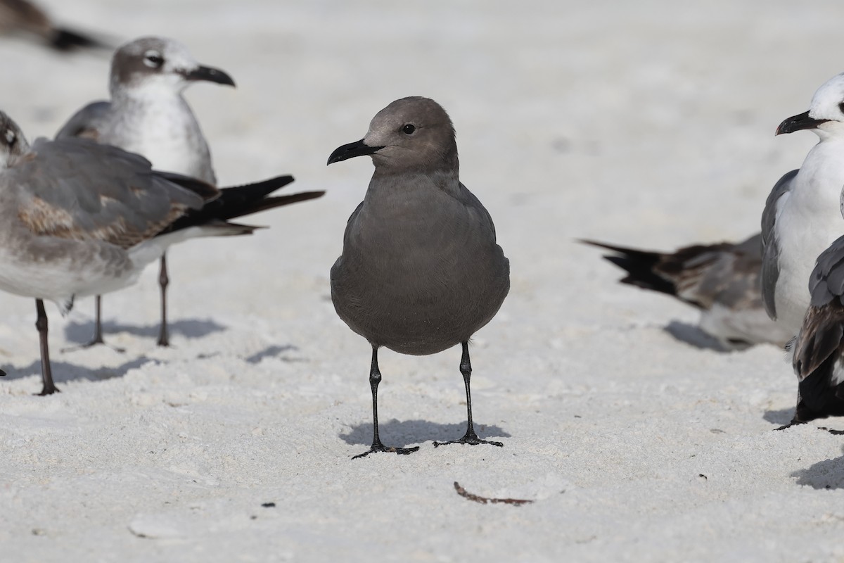 Мартин сірий - ML646935844