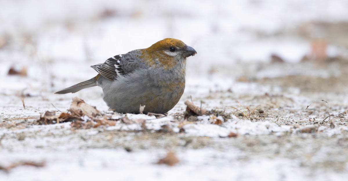 Pinu-gailupa - ML646935845