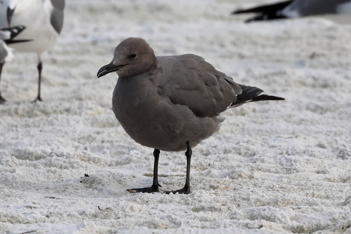 Мартин сірий - ML646935848