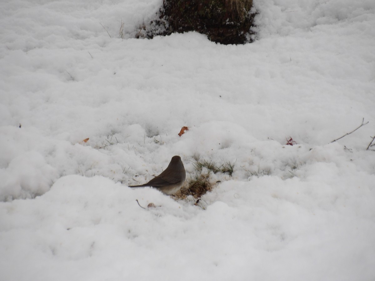 Dark-eyed Junco - ML646935849