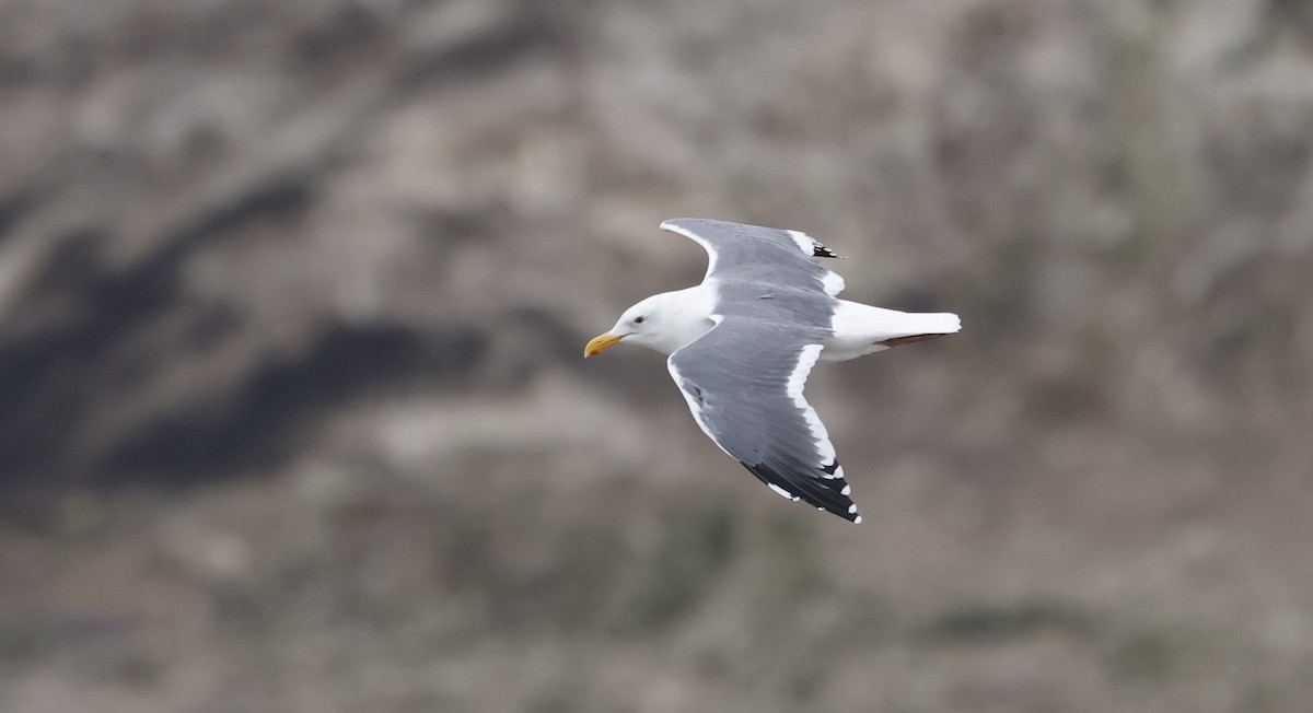 アメリカオオセグロカモメ - ML646935850