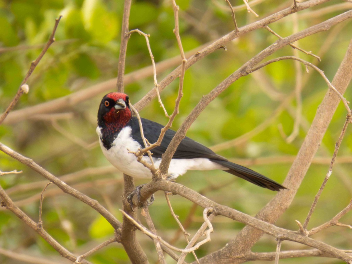 Crimson-fronted Cardinal - ML646935853