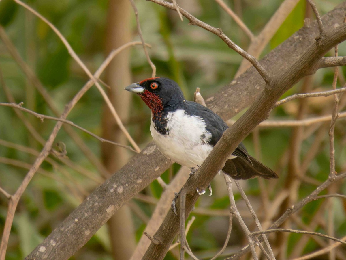Crimson-fronted Cardinal - ML646935854