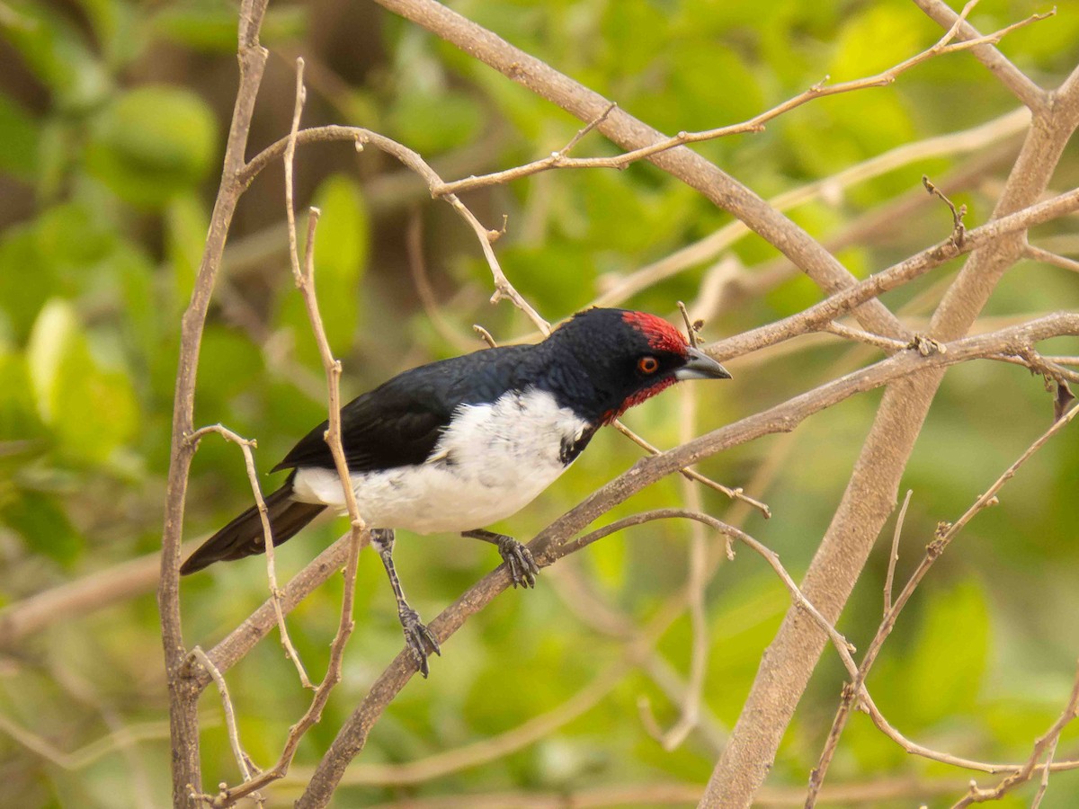 Crimson-fronted Cardinal - ML646935855