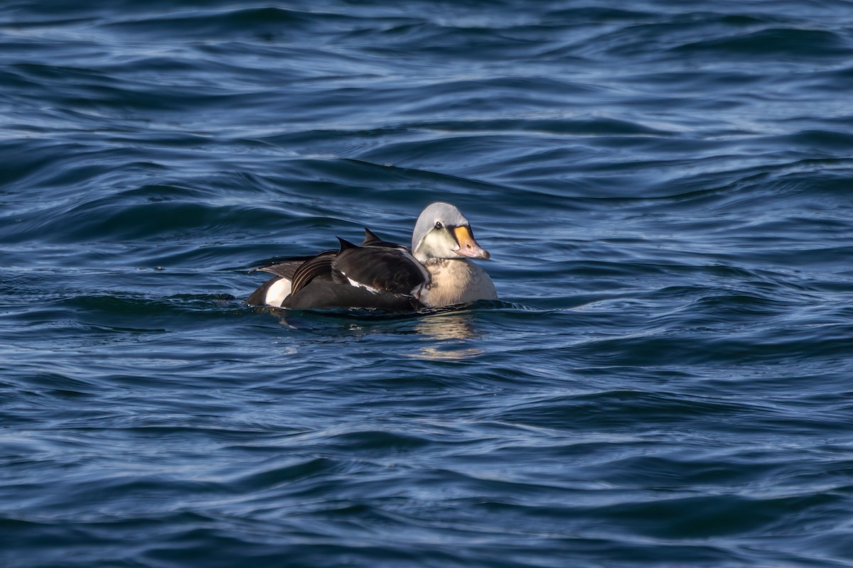 King Eider - ML646935857