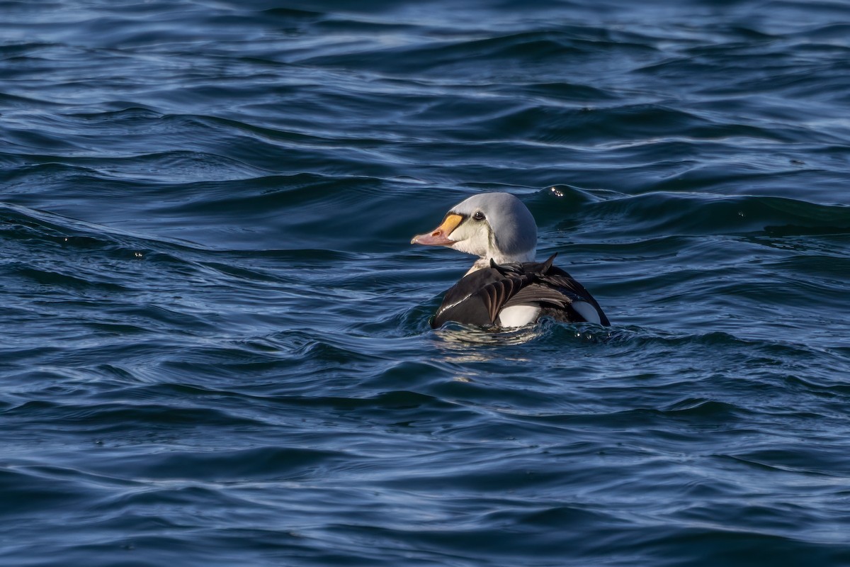 King Eider - ML646935858