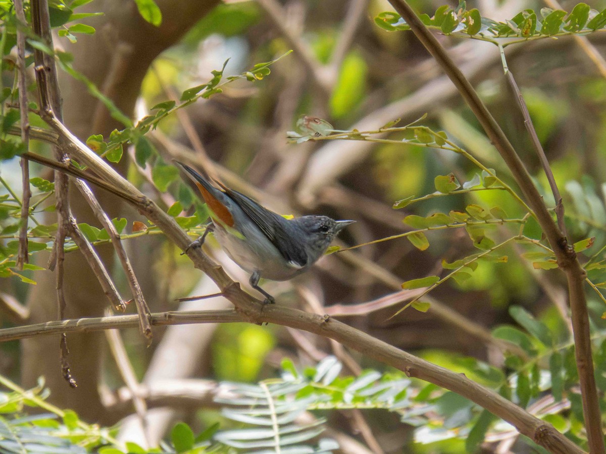 Chestnut-vented Conebill - ML646935862