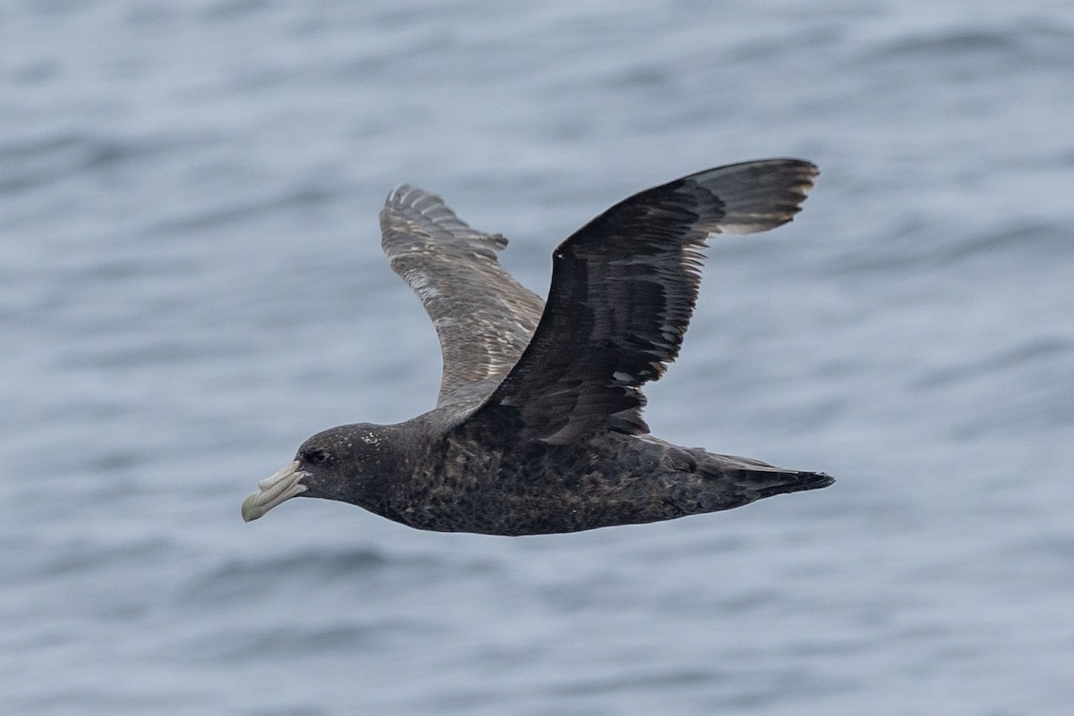 sørkjempepetrell - ML646935866