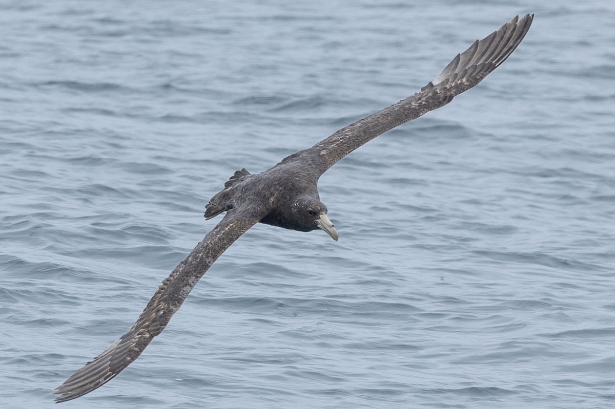 sørkjempepetrell - ML646935868