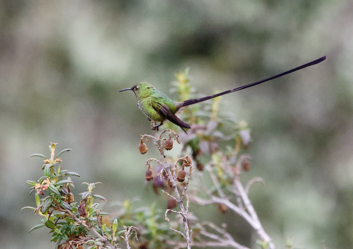 Black-tailed Trainbearer - ML646935869