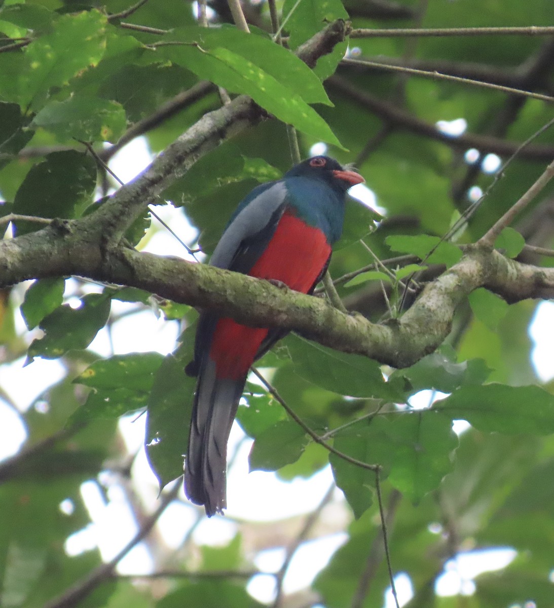 Slaty-tailed Trogon - ML646935870