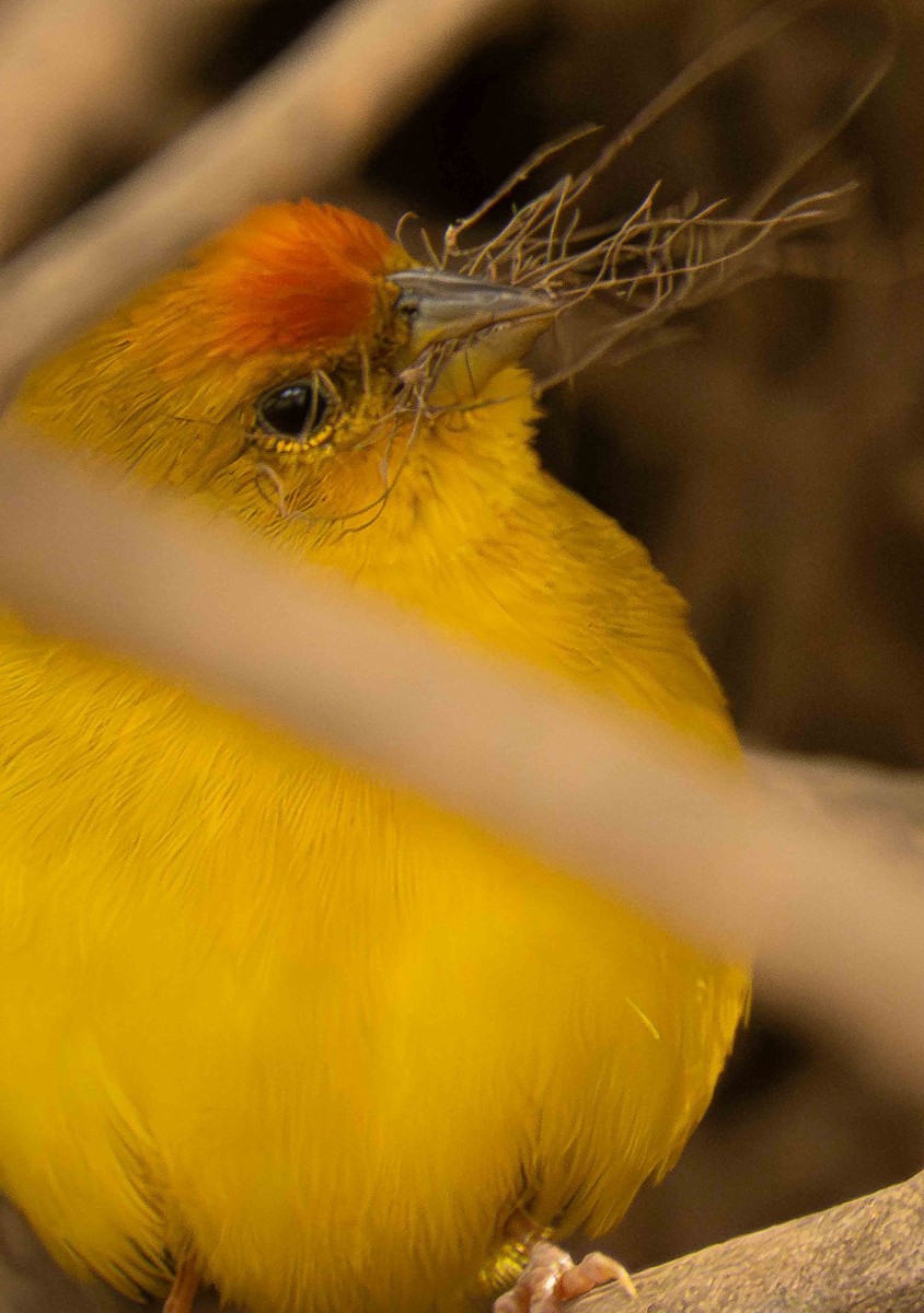 Orange-fronted Yellow-Finch - ML646935878