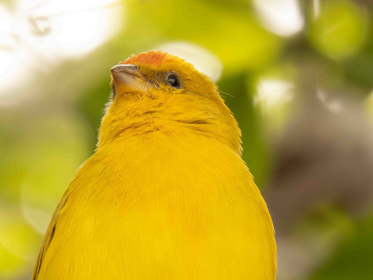 Orange-fronted Yellow-Finch - ML646935879