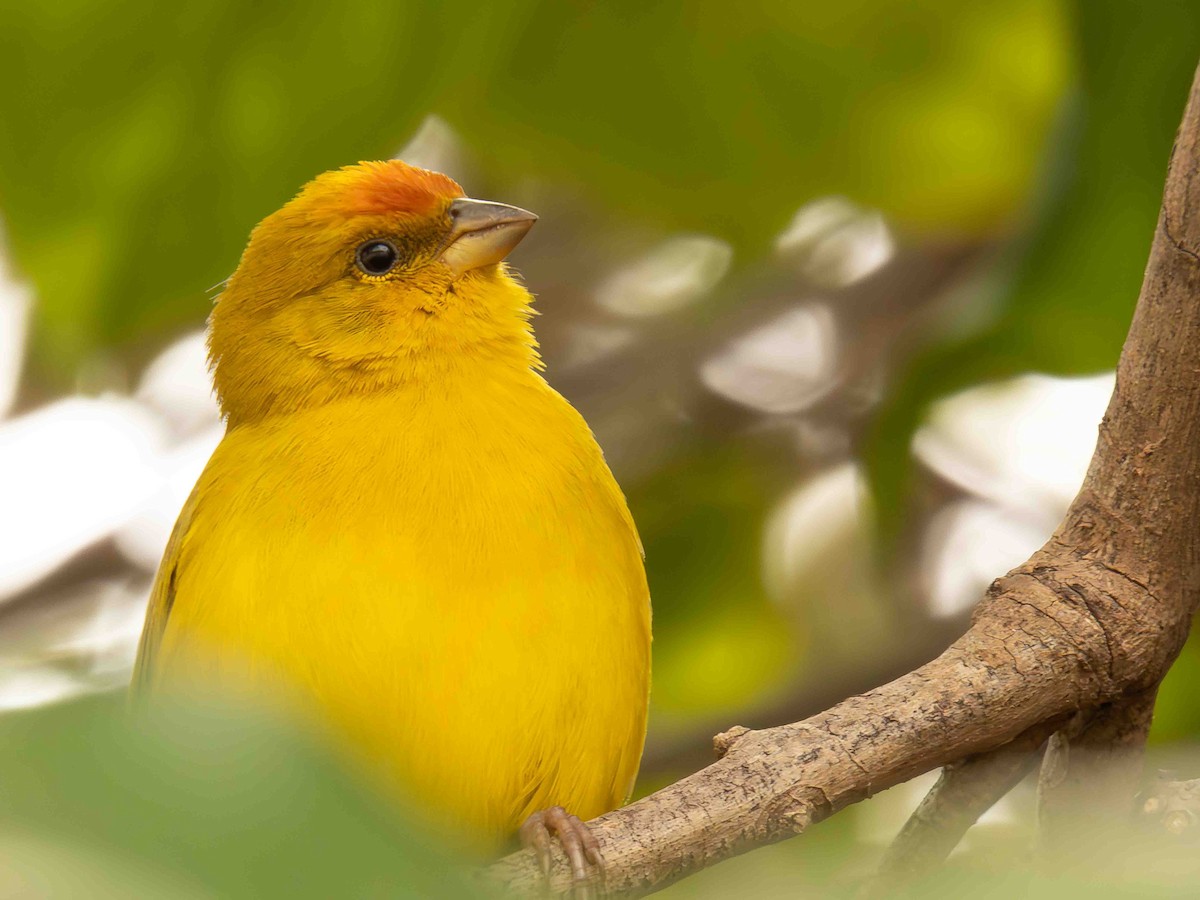 Orange-fronted Yellow-Finch - ML646935880