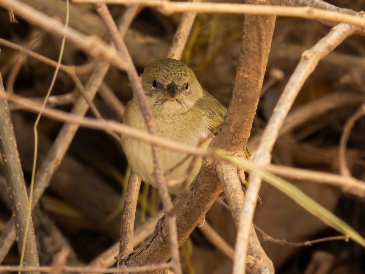 Orange-fronted Yellow-Finch - ML646935881
