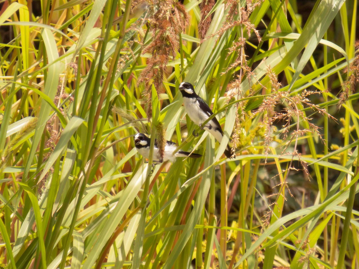 Lined Seedeater - ML646935884