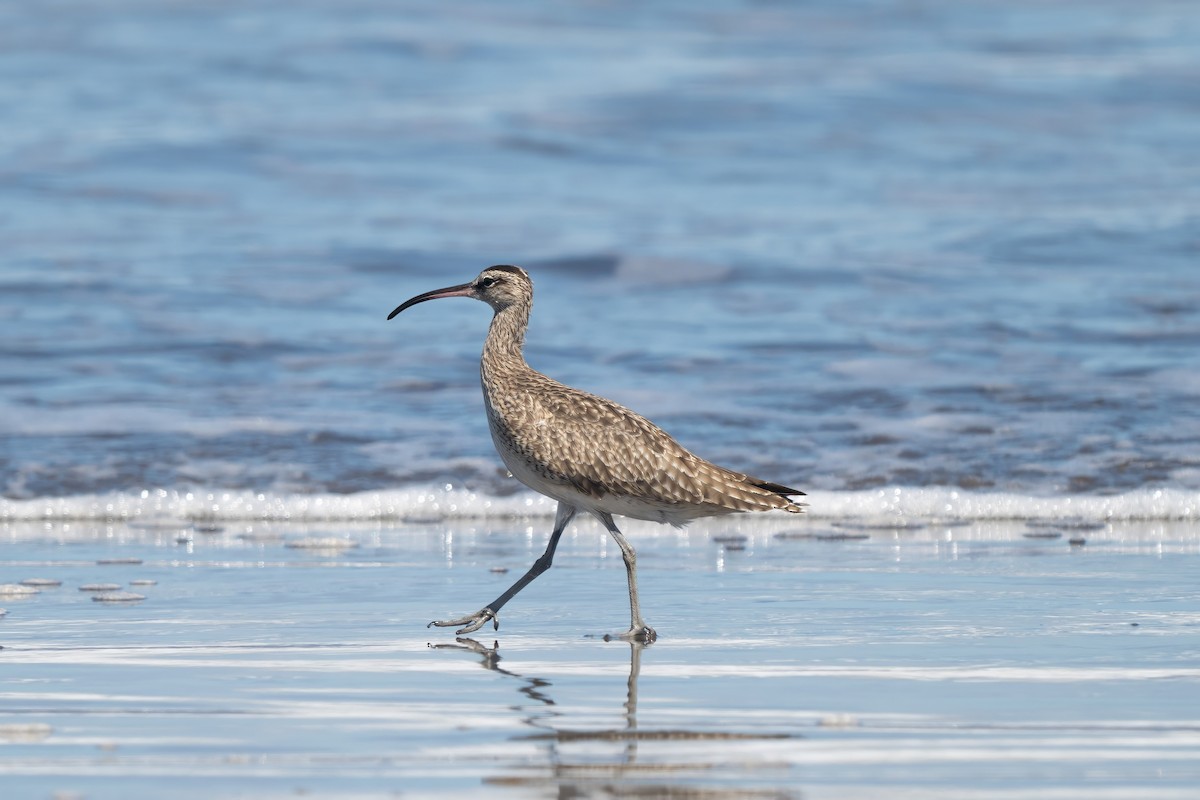 koliha hudsonská - ML646935885