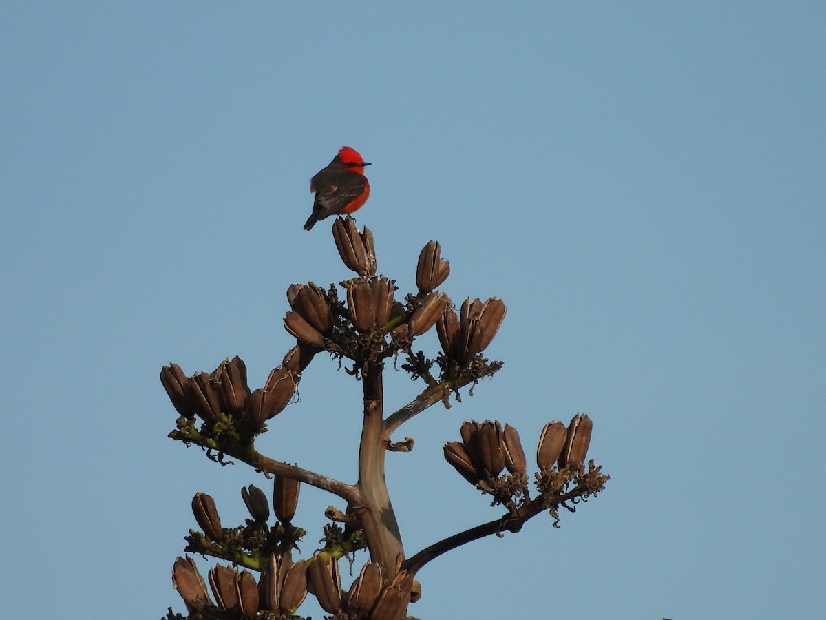 Красный мухолов - ML646935887