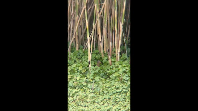 Ecuadorian Rail - ML646935891