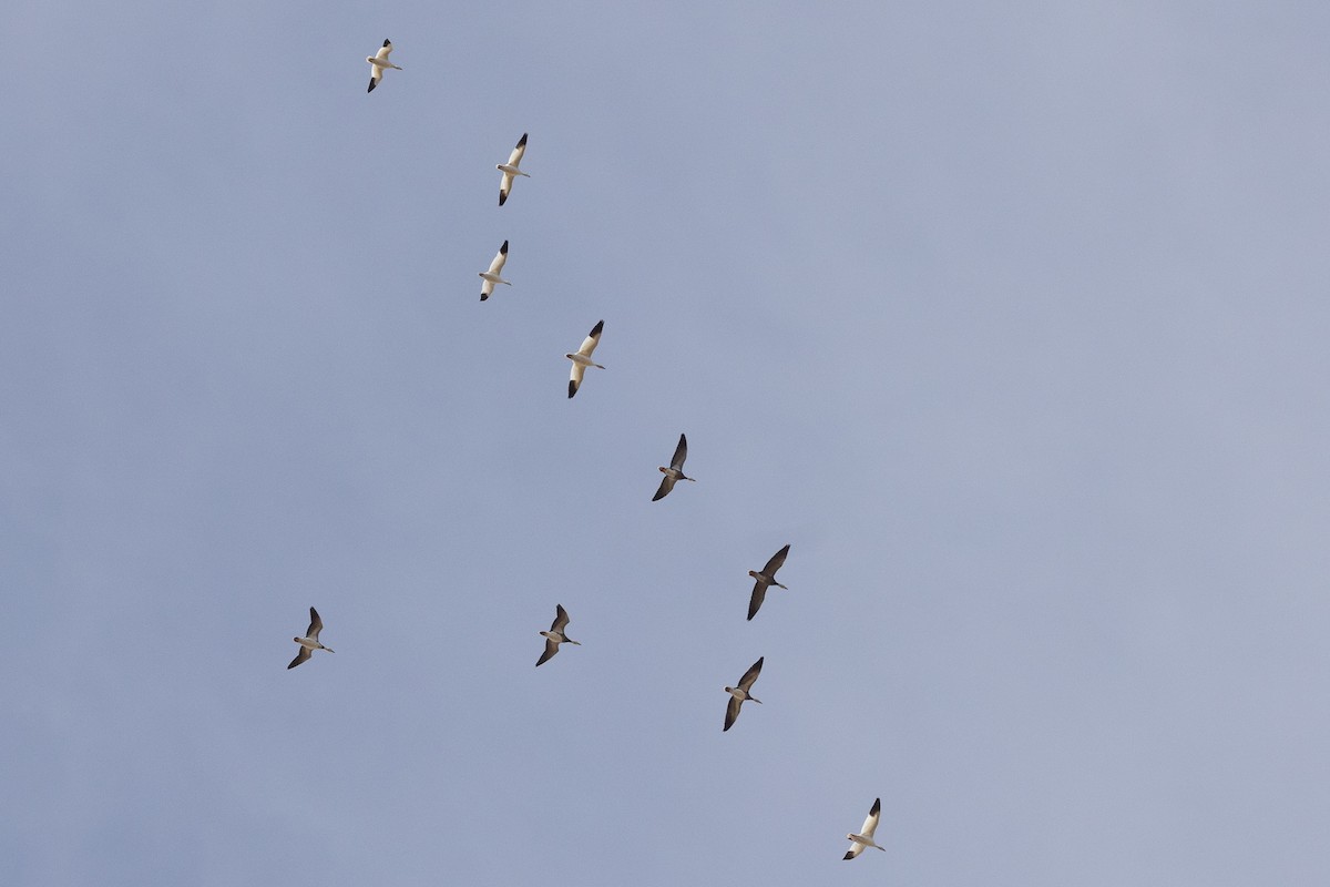 Snow Goose - ML646935894