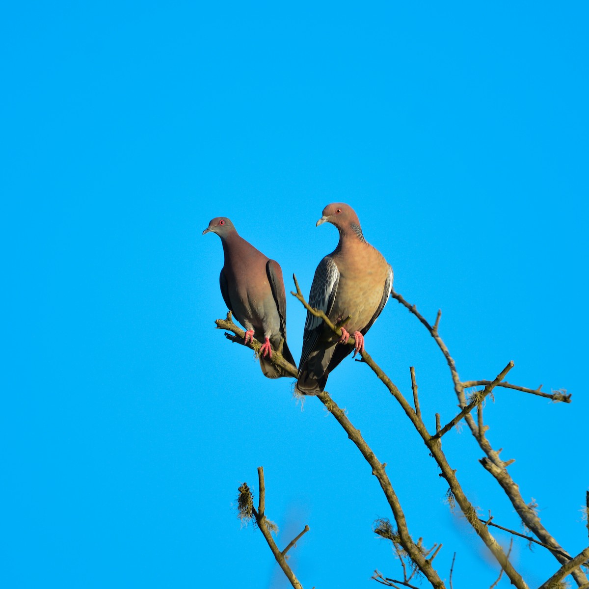 Paloma Colorada - ML646935895