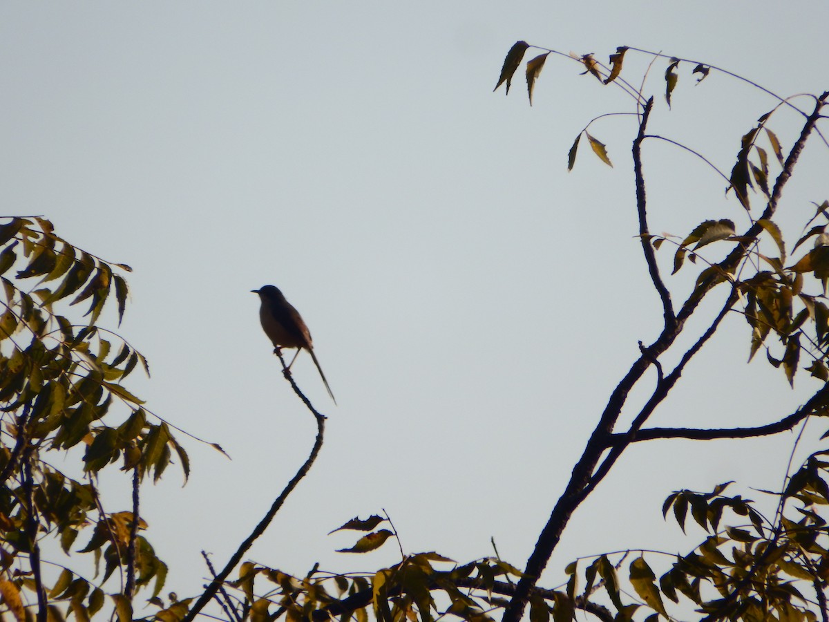 Ashy Prinia - ML646935897