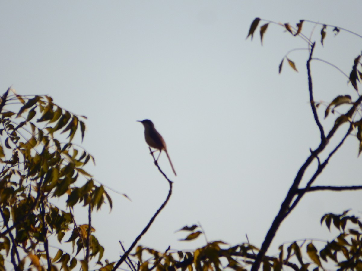 Ashy Prinia - ML646935898