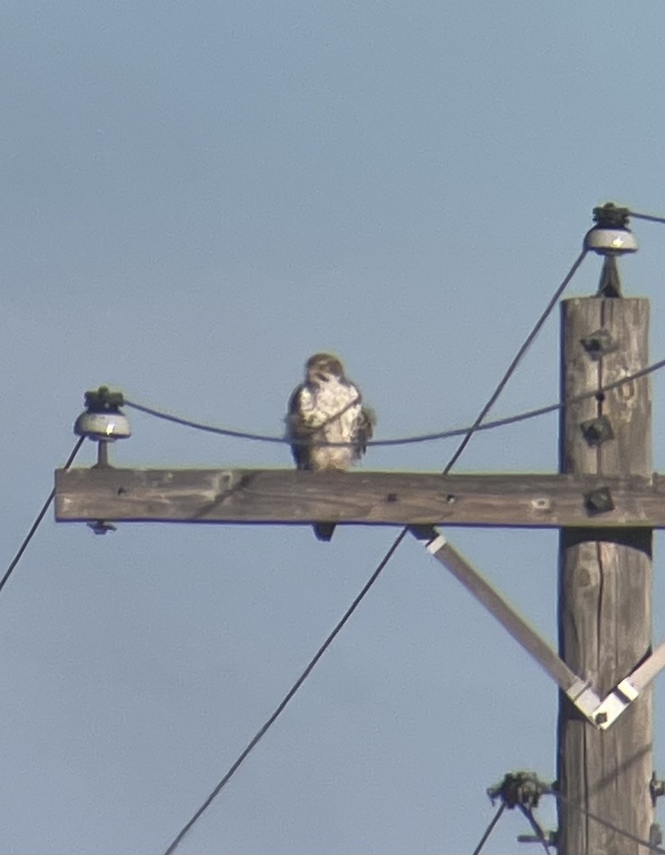 Prairie Falcon - ML646935899