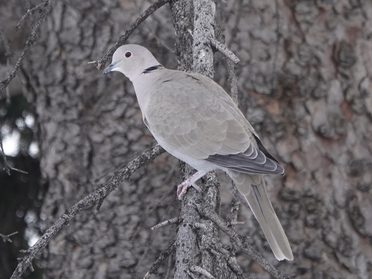 Кольчатая горлица - ML646935900