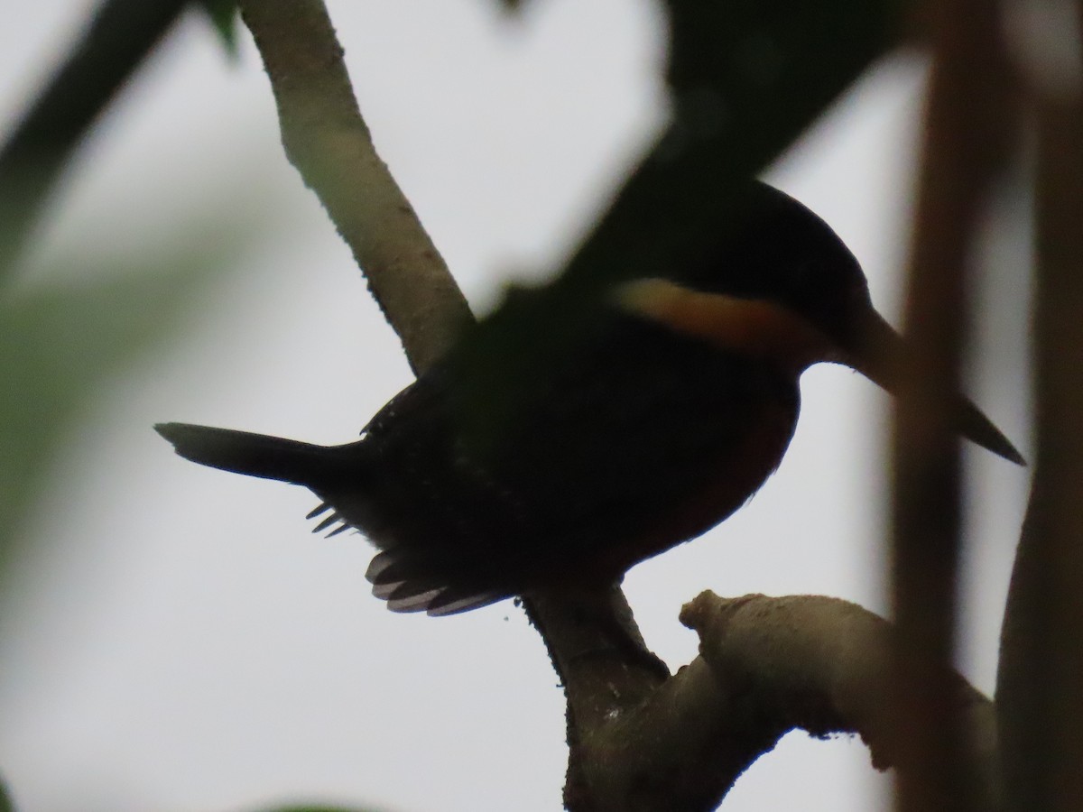 bronseisfugl - ML646935902