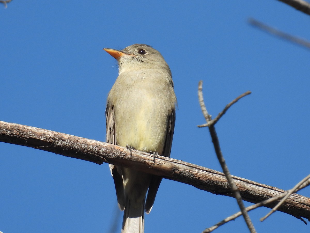 Greater Pewee - ML646935905