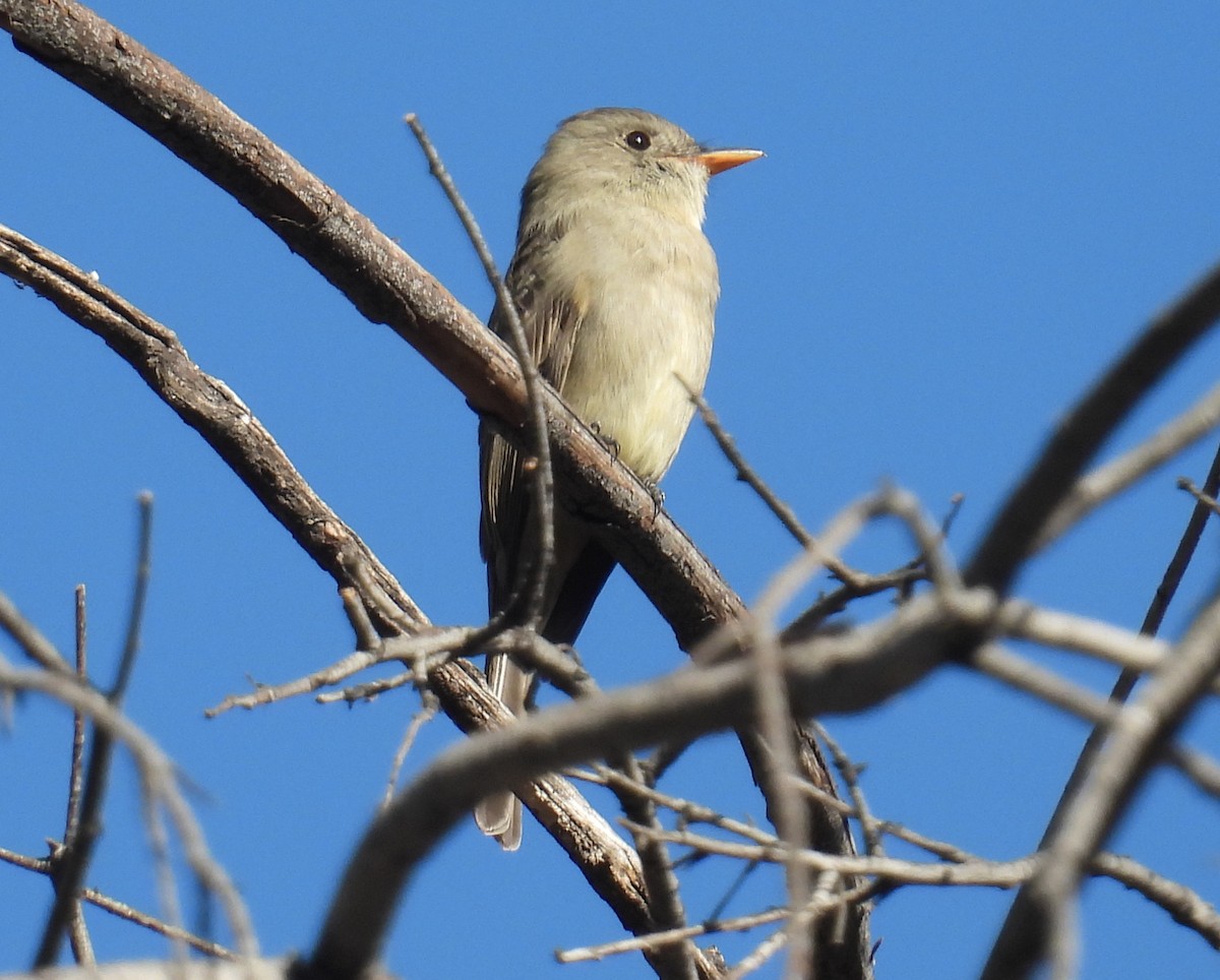 Greater Pewee - ML646935907