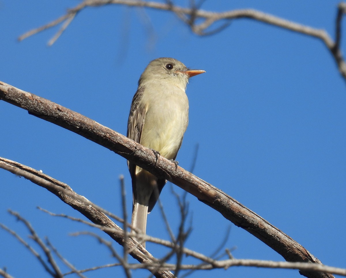 Greater Pewee - ML646935908