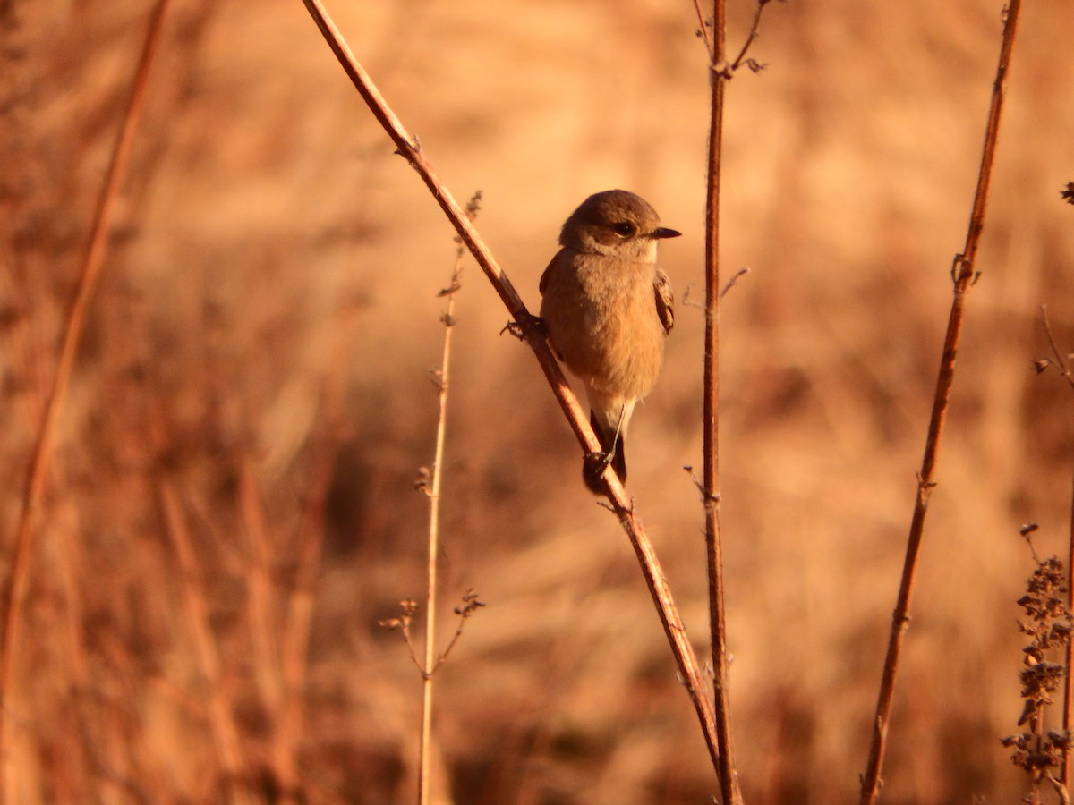 Pied Bushchat - ML646935909