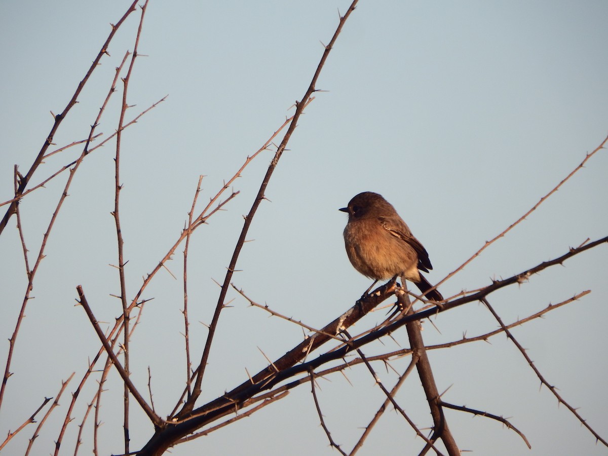 Pied Bushchat - ML646935910