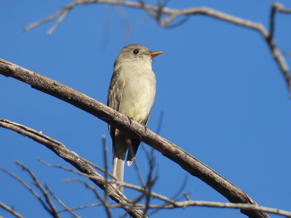 Greater Pewee - ML646935911