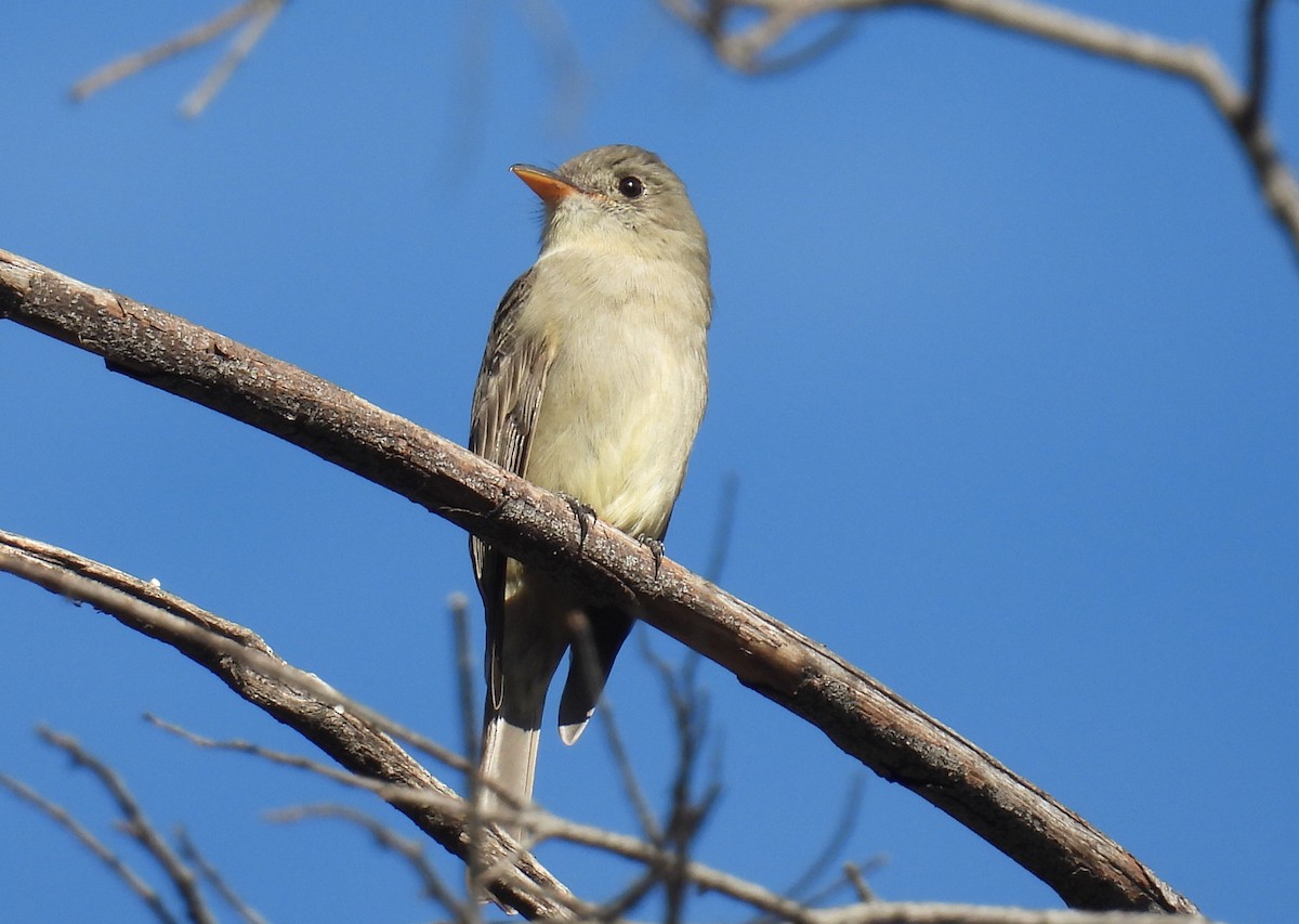 Greater Pewee - ML646935915