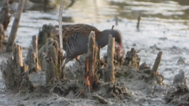 Пастушок водяний - ML646935916