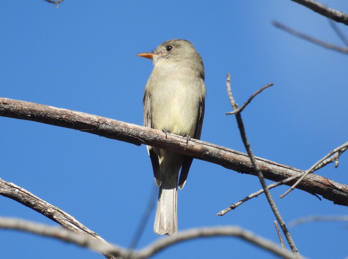 Greater Pewee - ML646935918