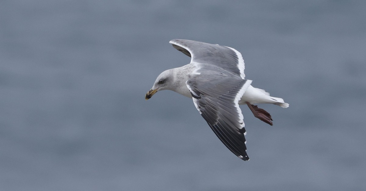 アメリカオオセグロカモメ - ML646935922