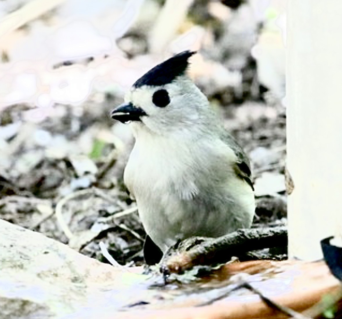 Herrerillo Crestinegro - ML646935923