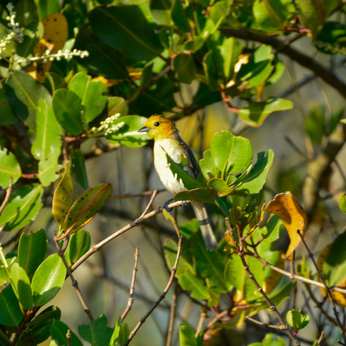 Рыжеголовая пипира - ML646935924