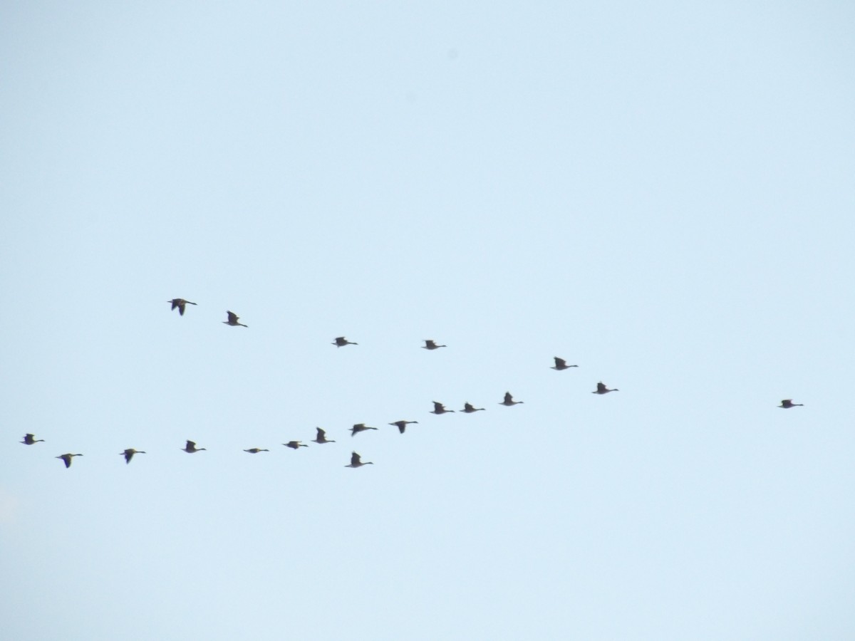 Canada Goose - ML646935925