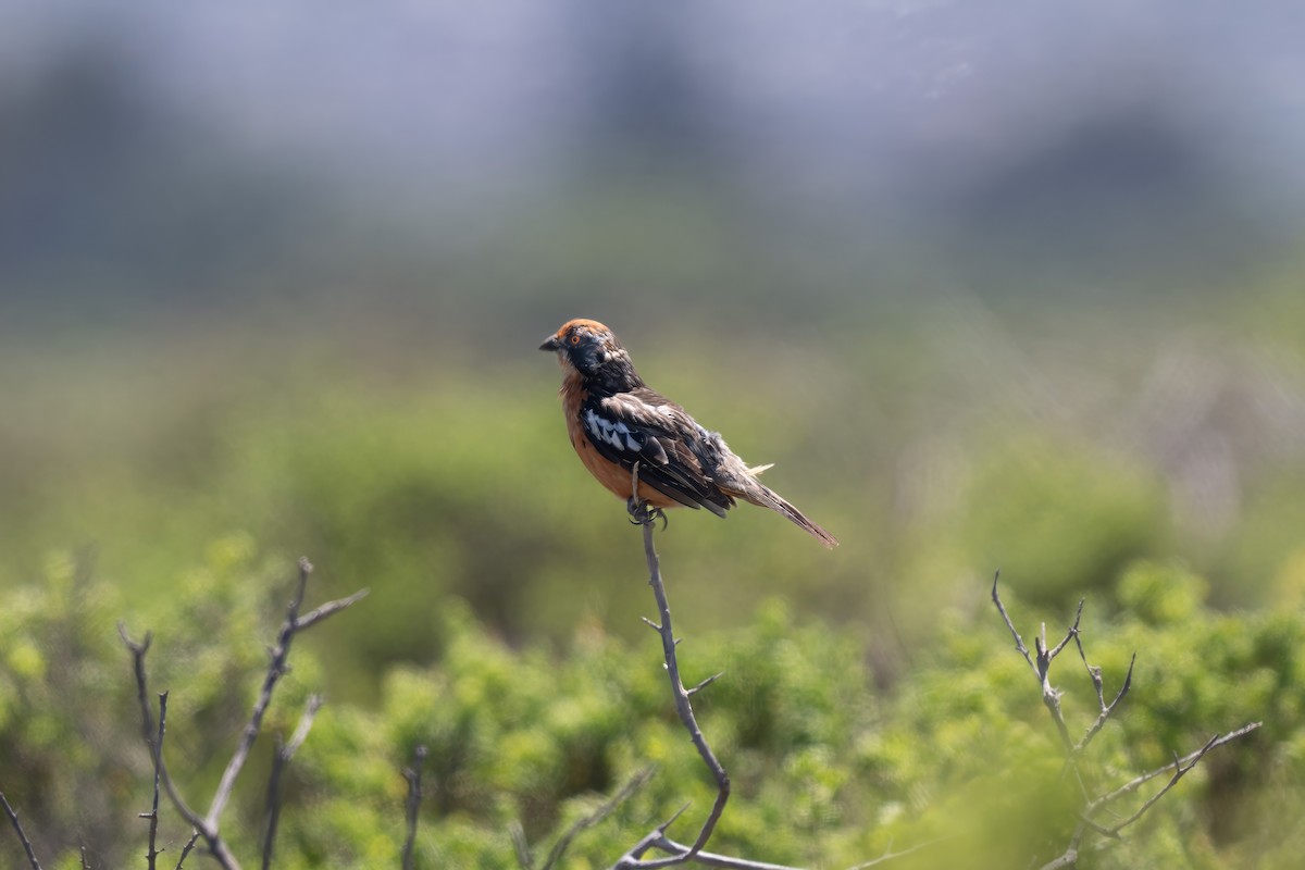 bylinorubec chilský - ML646935926