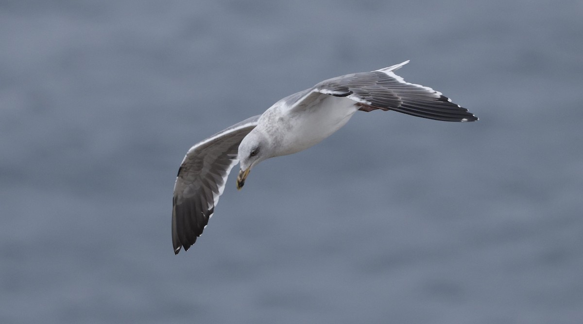 アメリカオオセグロカモメ - ML646935930